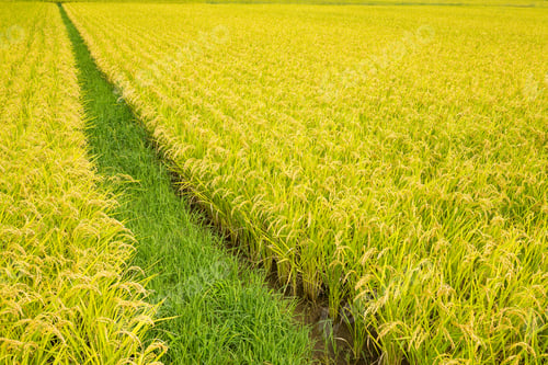 Preview: Rice field