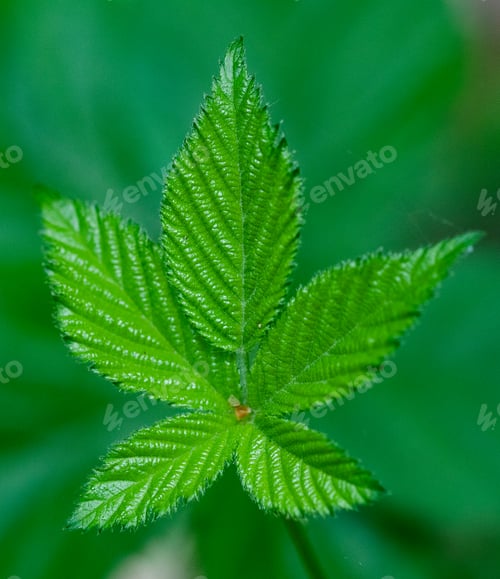 Preview: bright green leaves summer nature background