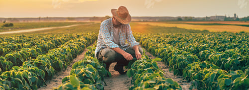 Preview: Farm worker examining soybean crops in cultivated soybean field