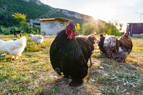 Preview: A group of chickens enjoying the late afternoon sun near a rustic barn in a rural setting