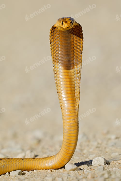 Preview: A defensive Cape cobra (Naja nivea) with flattened hood, Kalahari desert, South Africa