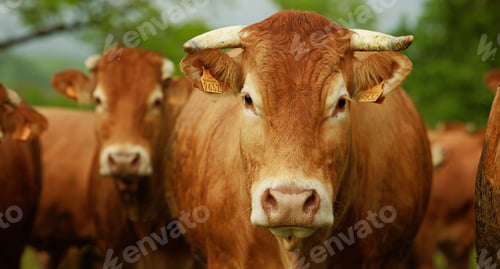 Preview: Closeup of brown cows in field