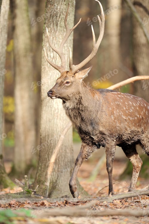 Noble Deer Walking Through a Sunny Autumn Forest