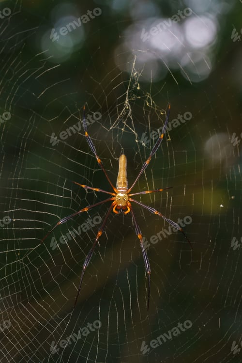 Preview: Golden Orb Spider macro shot