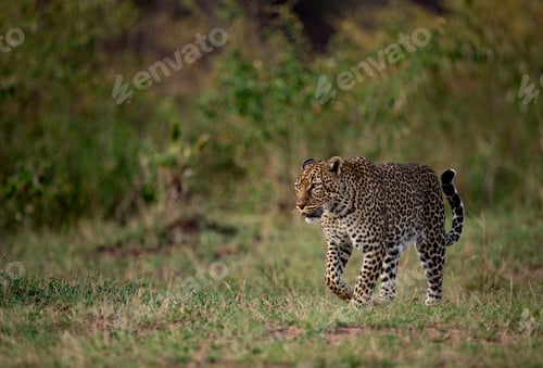 Preview: A Leopard in Africa