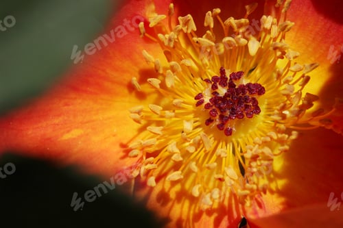 Preview: Wild Rose
