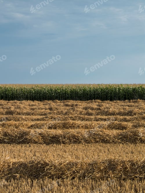 Preview: Field with rows of cut wheat
