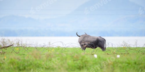 Preview: Male muscular wild water buffalo looing at the waters behind the barbed wire fence in Udawalawe