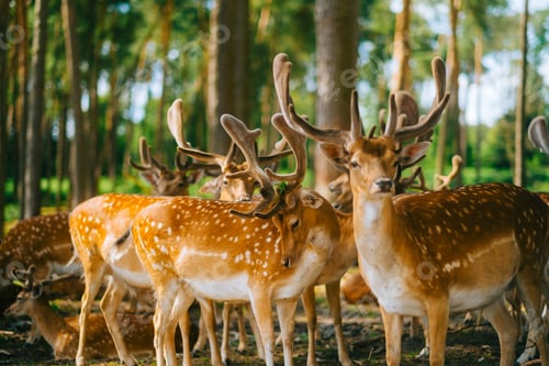 Preview: Red deer fallow deer majestically powerful animal in the forest. Animals in the natural forest.