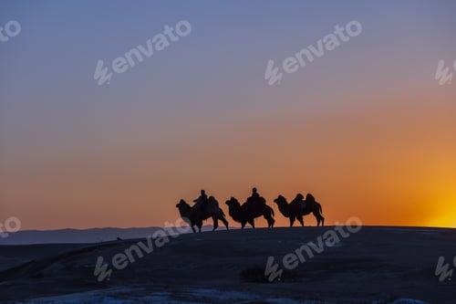 Preview: Silhouette of a camel walking in the middle of the desert.