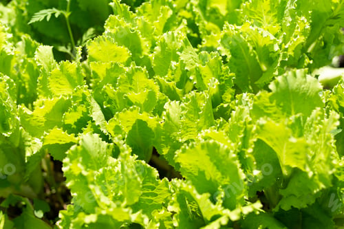 Preview: Lettuce leaves on a garden bed on a summer day. The concept of homemade eco-vegetables