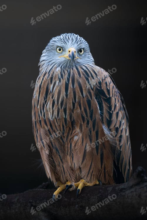 Preview: Red kite (Milvus milvus) perched atop a twisted tree branch