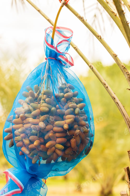 Preview: Dates palm branches with ripe dates