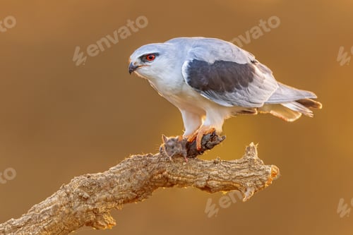 Preview: Black Winged Kite on Bright Background