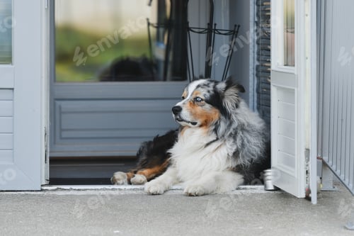 Preview: Young Australian shepherd dog rests near a house
