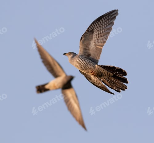 Preview: Common cuckoo, Cuculus canorus. Bird shot close-up, white background, cut out