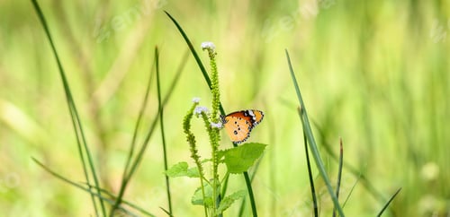 Preview: Beautiful plain tiger butterfly (Danaus Chrysippus) sipping nectar from a small flower.
