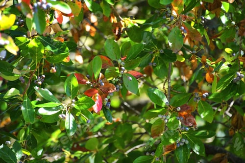 Preview: Black gum berries fruit ripening on the tree in late summer early autumn