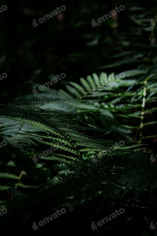 Lush Green Ferns in Sunlight in Forest
