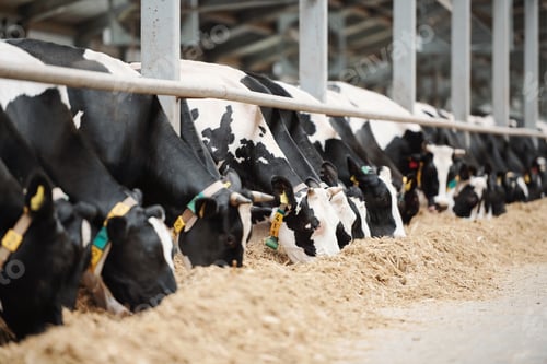 Preview: Long row of black-and-white dairy cows while eating fresh hay in cowshed