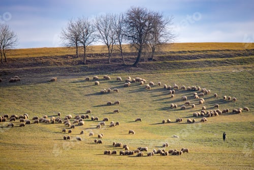 Preview: Landscape with a shepherd and a flock of sheep in the field