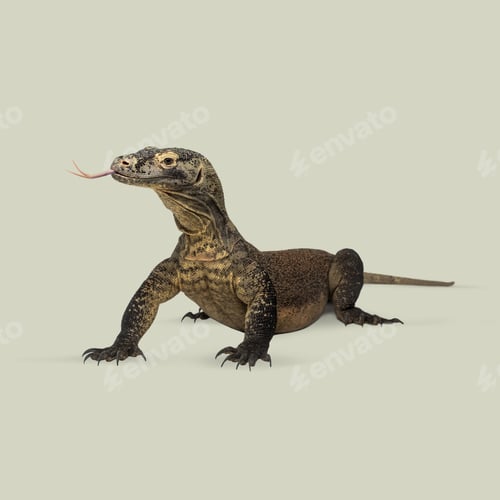 Preview: Studio shot of komodo dragon flicking its forked tongue against seamless background