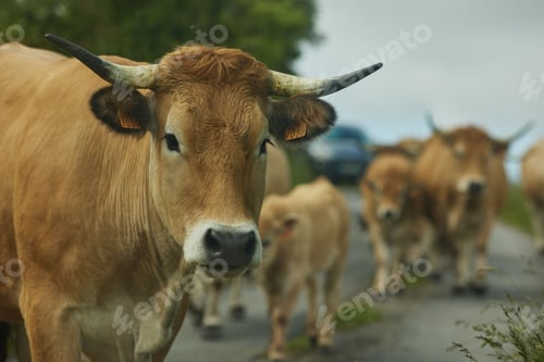 Preview: Closeup of a cow herd walking on a road near forest