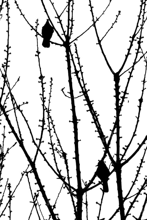 Silhouetted Birds Perched on Bare Branches Against White