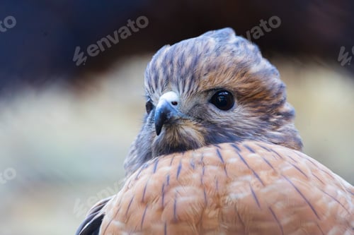 Preview: Detailed close-up shot of a small brown and black bird with its beak slightly open