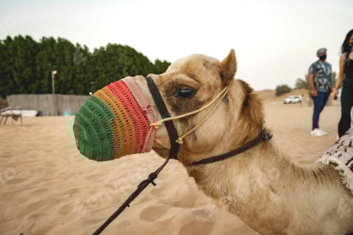 Preview: Head of a camel in desert on a leash