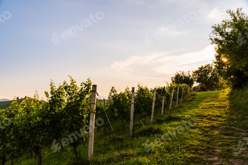 Preview: Austria, south styria vineyards travel destination. Tourist spot for vine