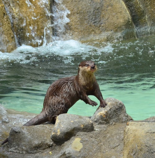 Preview: A sea otter stands on a rock after playing in the water at the zoo