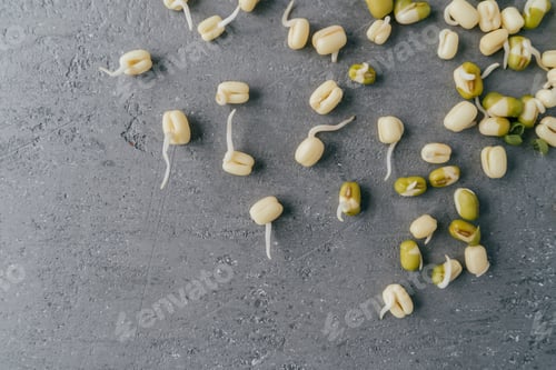 Preview: Horizontal shot of sprouted mung beans for your healthy eating isolated over grey background