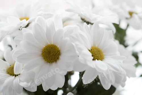 Preview: white chrysanthemums