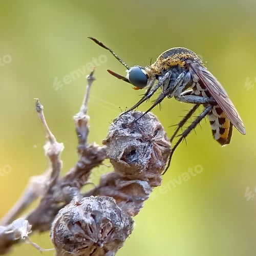 Fly Resting Atop Dried Seed Pods