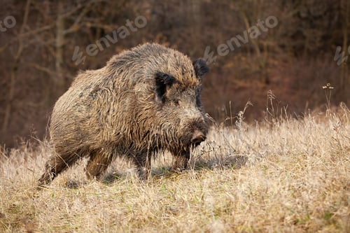 Preview: Majestic wild boar walking on a meadow in sunny autumnal morning