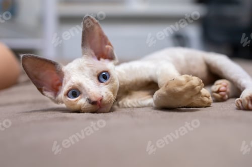 Preview: a small shorthaired kitten Devon Rex lies on the couch