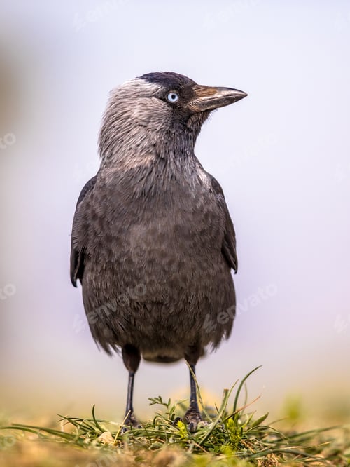 Preview: Western jackdaw on bright background