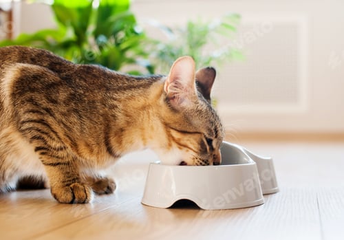 Preview: cat eats food at home on a wooden floor against the background of green plants