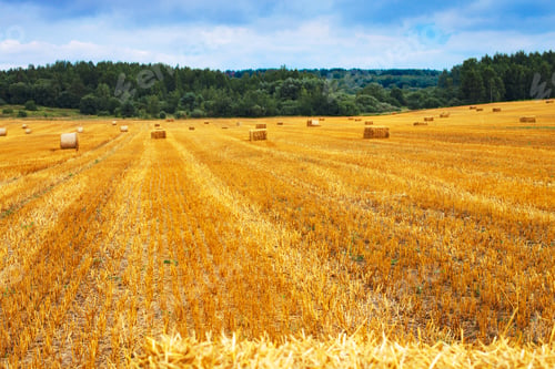 Preview: girl in straw hat stands on a haystack on a bale in the agricultural field after harvesting