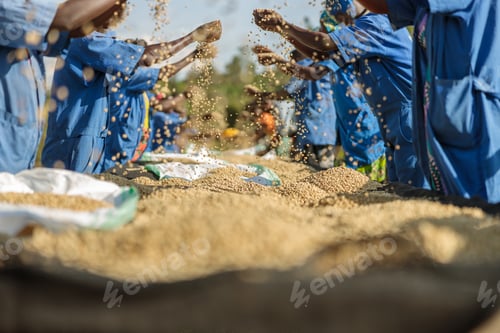 Preview: African American workers sorting out coffee beans