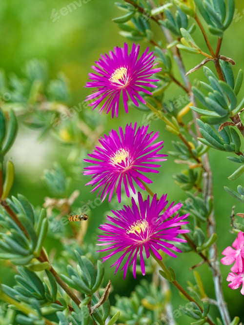 Preview: Vertical standing three purple flowers front of green background