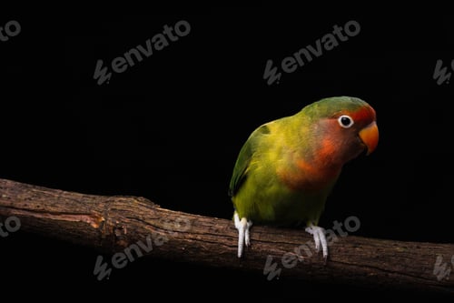 Preview: lovebirds, lover bird, isolate