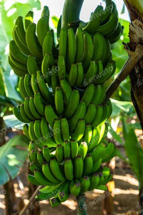 Preview: Tourist footpath through a small banana plantation in Funchal area on Madeira,Portugal