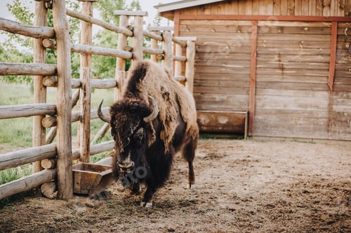 Preview: close up view of bison grazing in corral at zoo