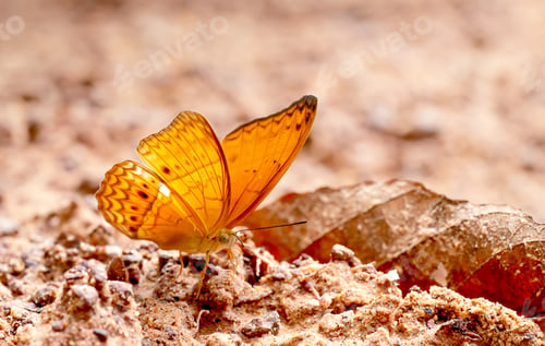 Preview: Close up view of brown butterfly stay on salt marsh and take mineral from the soil