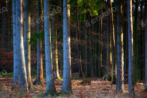 Preview: darkness, forest, horror, spooky