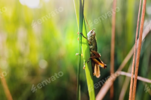 Preview: Grasshopper insect focused in the foreground, on a green background out of focus with copy space.