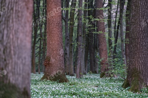 Preview: Spring flowers in the forest