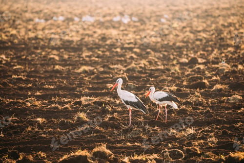 Preview: Two Adult European White Storks Standing In Field In Belarus. Wi